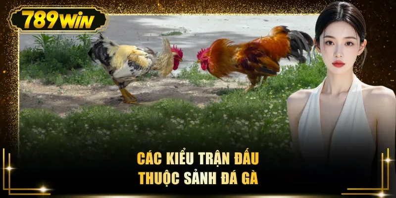Các kiểu trận đấu thuộc sảnh đá gà